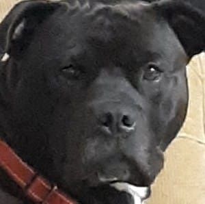 Meet your Posher, Earl